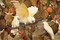 Persimmons and Cockatoos Poster Print by Jesse Arms Botke - Item # VARPDXCC3313